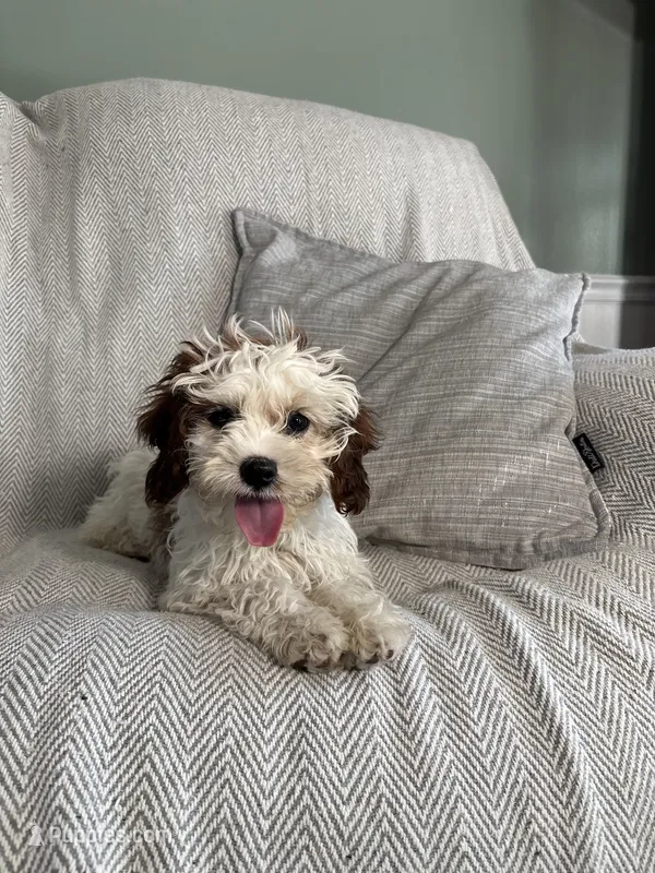 Logan, a male Cavapoo for sale in Nappanee, IN – 1 of 6
