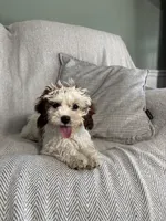Logan, a male Cavapoo for sale in Nappanee, IN – 1 of 6
