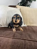 Winnie , a female Miniature Dachshund for sale in Nappanee, IN – 4 of 5