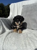 Benj, a male Bernese Mountain Dog and Siberian Husky for sale in Nappanee, IN – 5 of 6