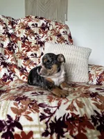 Macy, a female English Bulldog for sale in Nappanee, IN – 6 of 8