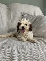 Logan, a male Cavapoo for sale in Nappanee, IN – 5 of 6
