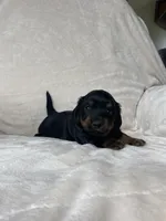 Bonnie, a female Miniature Dachshund for sale in Nappanee, IN – 4 of 4