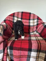 Sheaba , a female Labradoodle for sale in Nappanee, IN – 2 of 5