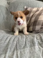 Cesar, a male Pembroke Welsh Corgi for sale in Nappanee, IN – 4 of 5
