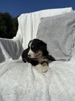 Sophie, a female Bernese Mountain Dog and Siberian Husky for sale in Nappanee, IN – 4 of 6
