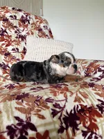 Macy, a female English Bulldog for sale in Nappanee, IN – 7 of 8