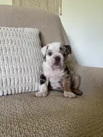 Lou, a female English Bulldog for sale in Nappanee, IN – 8 of 8
