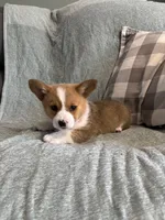 Elsie, a female Pembroke Welsh Corgi for sale in Nappanee, IN – 3 of 4