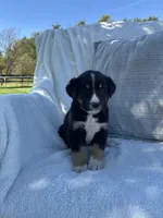 King, a male Bernese Mountain Dog and Siberian Husky for sale in Nappanee, IN – 4 of 5