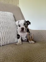 Lou, a female English Bulldog for sale in Nappanee, IN – 6 of 8