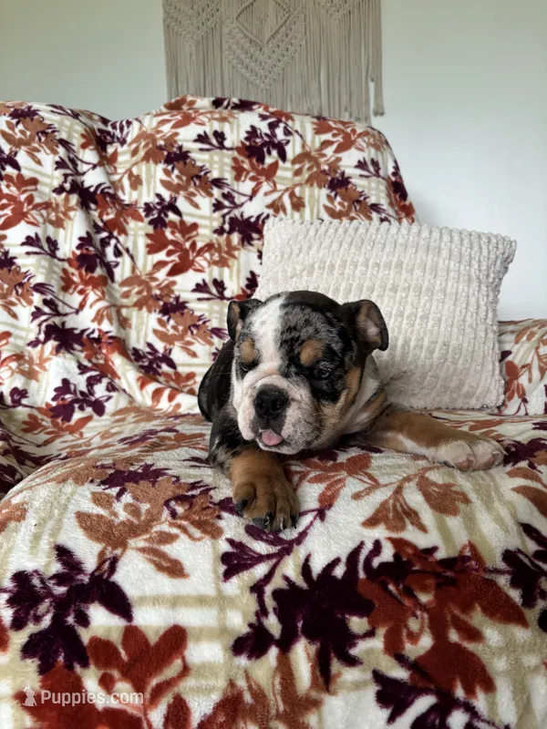 Macy – English Bulldog puppy for sale in Nappanee, IN