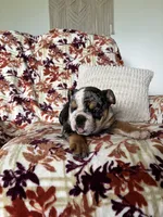Macy, a female English Bulldog for sale in Nappanee, IN – 1 of 8