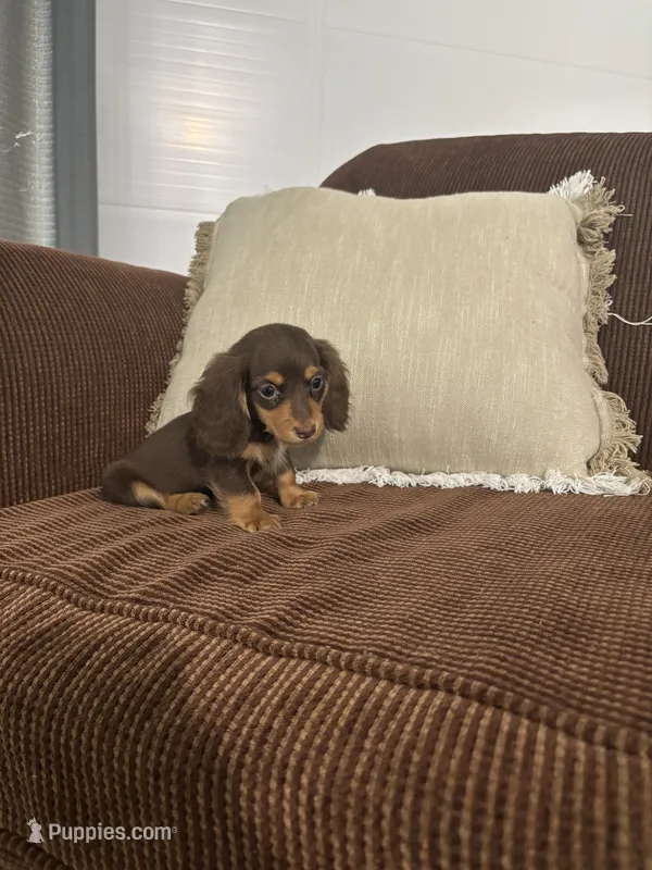 Charlie – Miniature Dachshund puppy for sale in Nappanee, IN