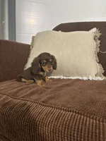 Charlie, a male Miniature Dachshund for sale in Nappanee, IN – 1 of 6
