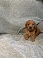 Chloe, a female Golden Retriever for sale in Nappanee, IN – 1 of 5