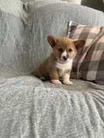 Sadie, a female Pembroke Welsh Corgi for sale in Nappanee, IN – 2 of 6