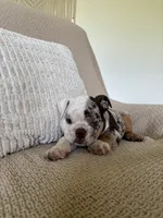 Lou, a female English Bulldog for sale in Nappanee, IN – 2 of 8