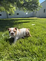 Rosie, a female English Bulldog for sale in Nappanee, IN – 2 of 6