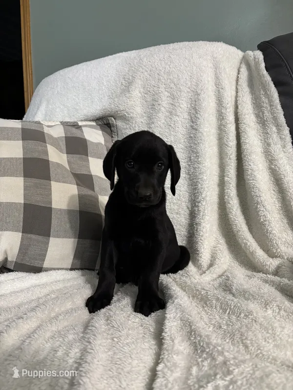 Lucy – Golden Retriever, Weimaraner puppy for sale in Nappanee, IN