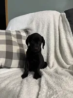 Lucy, a female Golden Retriever and Weimaraner for sale in Nappanee, IN – 1 of 5