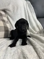 Lucy, a female Golden Retriever and Weimaraner for sale in Nappanee, IN – 4 of 5
