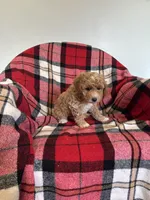 Turbo, a male Labradoodle for sale in Nappanee, IN – 4 of 5