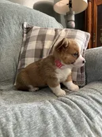  Chase, a male Pembroke Welsh Corgi for sale in Nappanee, IN – 3 of 5