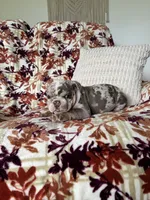 Bruce , a female English Bulldog for sale in Nappanee, IN – 7 of 7