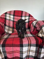Millie, a female Labradoodle for sale in Nappanee, IN – 5 of 5
