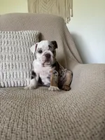 Lou, a female English Bulldog for sale in Nappanee, IN – 4 of 8