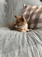 Sadie, a female Pembroke Welsh Corgi for sale in Nappanee, IN – 3 of 6