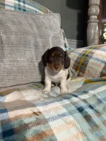 Charlie, a male Miniature Dachshund for sale in Nappanee, IN – 6 of 7