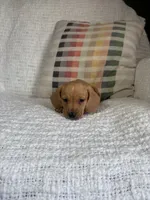 Copper, a male Miniature Dachshund for sale in Nappanee, IN – 4 of 7