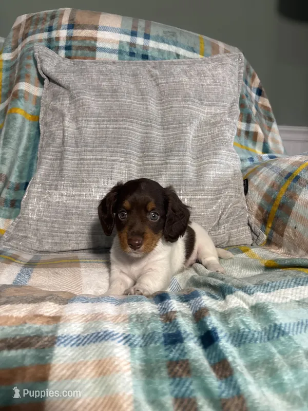 Charlie – Miniature Dachshund puppy for sale in Nappanee, IN