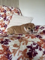 Jenny, a female English Bulldog and Beagle for sale in Nappanee, IN – 5 of 5