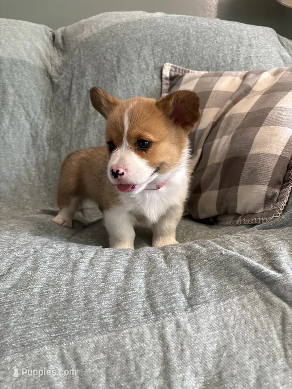 Cesar – Pembroke Welsh Corgi puppy for sale in Nappanee, IN