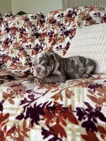 Bruce , a female English Bulldog for sale in Nappanee, IN – 2 of 7