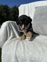 Benj, a male Bernese Mountain Dog and Siberian Husky for sale in Nappanee, IN – 4 of 6