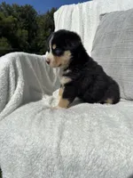 Bruce, a male Bernese Mountain Dog and Siberian Husky for sale in Nappanee, IN – 3 of 7