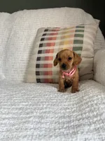 Sophie, a female Miniature Dachshund for sale in Nappanee, IN – 2 of 5
