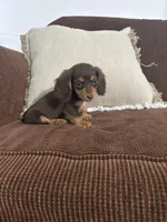 Charlie, a male Miniature Dachshund for sale in Nappanee, IN – 5 of 6