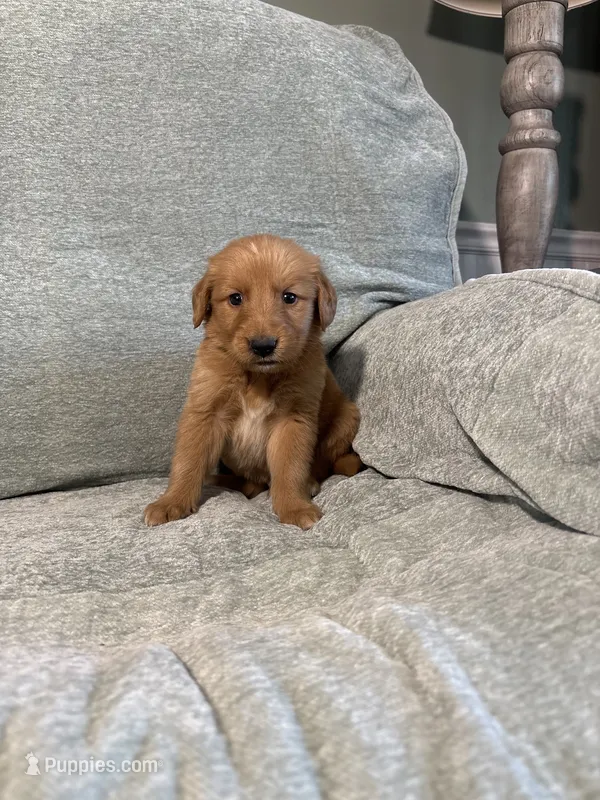 Cooper – Golden Retriever puppy for sale in Nappanee, IN