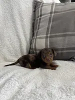 Mario, a male Miniature Dachshund for sale in Nappanee, IN – 6 of 7