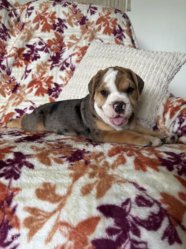 Chloe – English Bulldog, Beagle puppy for sale in Nappanee, IN