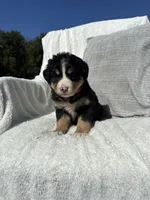 Chloe, a female Bernese Mountain Dog and Siberian Husky for sale in Nappanee, IN – 4 of 7