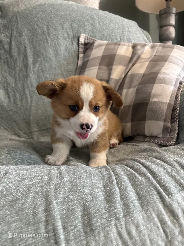 Chase – Pembroke Welsh Corgi puppy for sale in Nappanee, IN