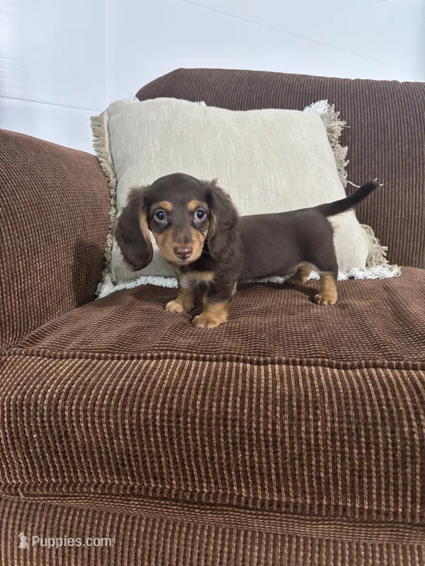 Willow – Miniature Dachshund puppy for sale in Nappanee, IN