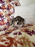 Eve, a female English Bulldog and Beagle for sale in Nappanee, IN – 5 of 5