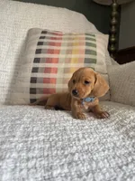 Copper, a male Miniature Dachshund for sale in Nappanee, IN – 5 of 7